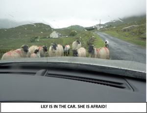 Globe Théâtre - Lily Poppins in Ireland - The sheep and the car